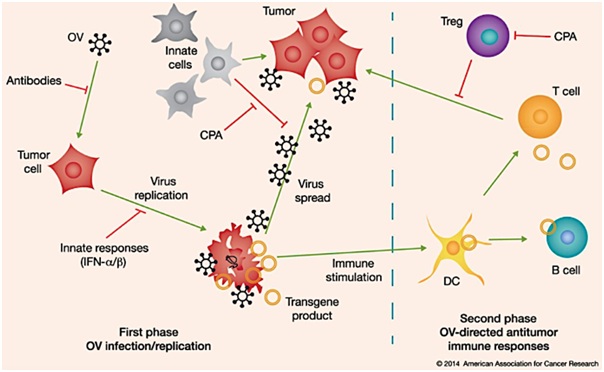 oncolytic viruses in cancer therapy